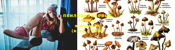 шишки Богданович